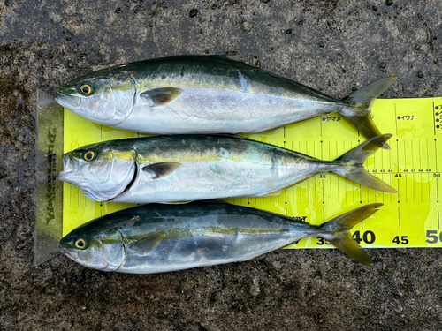 イナダの釣果