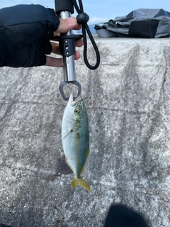 ワカナゴの釣果