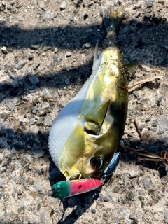 シロサバフグの釣果