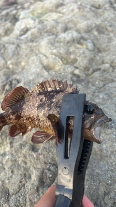 ソイの釣果