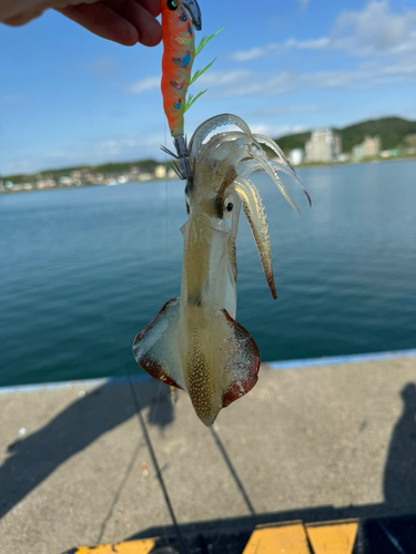 イカの釣果