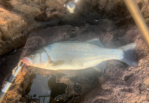 ヒラスズキの釣果