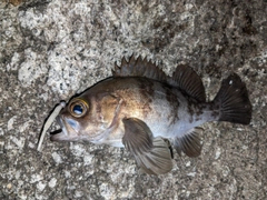 メバルの釣果