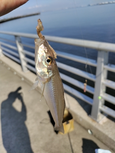 シロギスの釣果