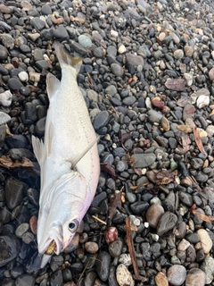 ニベの釣果