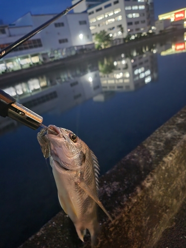 キビレの釣果