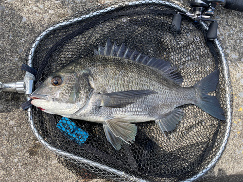 クロダイの釣果