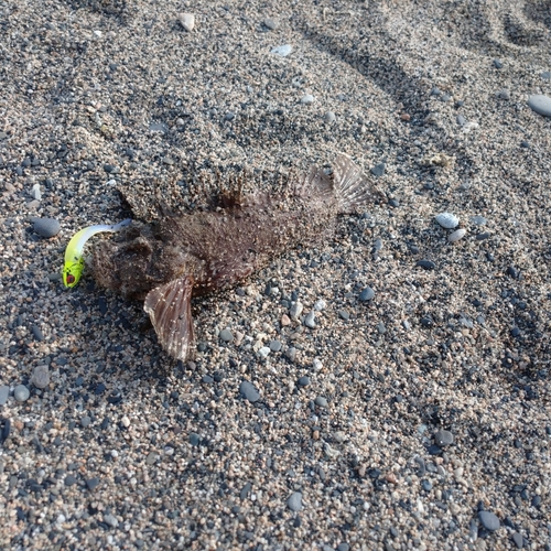 オニオコゼの釣果