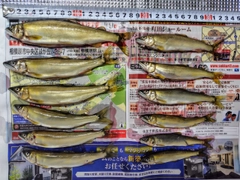 アユの釣果