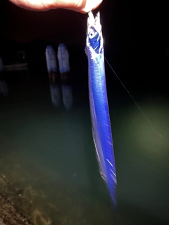 タチウオの釣果