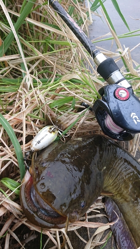 ナマズの釣果