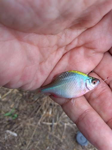 タナゴの釣果