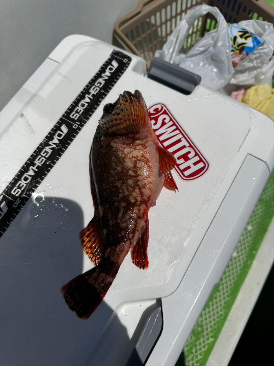 まもたんさんの釣果 1枚目の画像