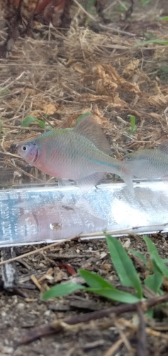 タナゴの釣果