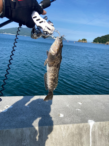 アイナメの釣果