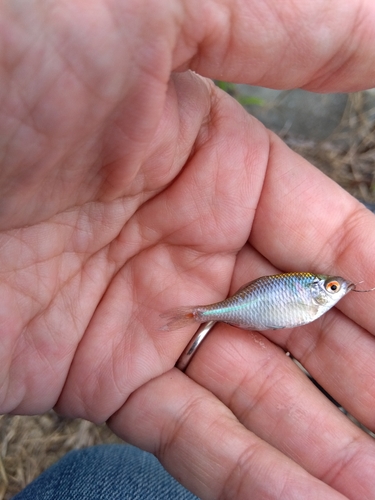 タナゴの釣果