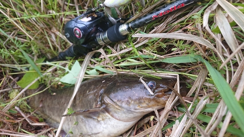 ナマズの釣果