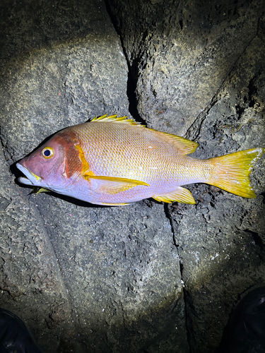 シブダイの釣果