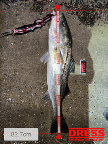 シーバスの釣果