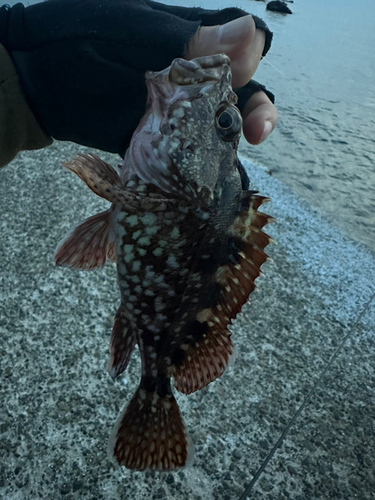 カサゴの釣果