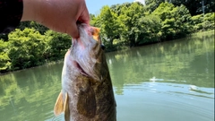 スモールマウスバスの釣果