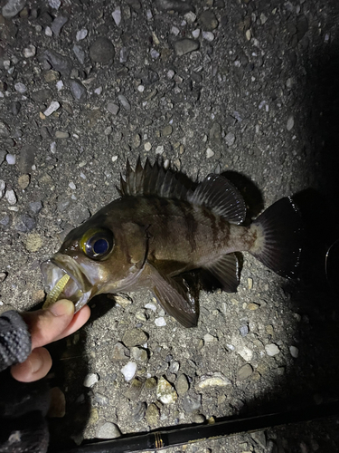 メバルの釣果