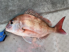 マダイの釣果