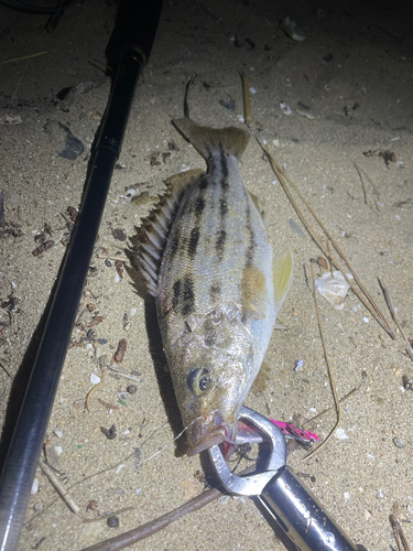 シマイサキの釣果