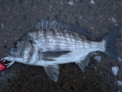 クロダイの釣果