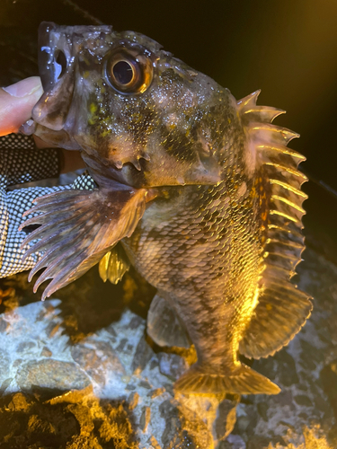 ハチガラの釣果