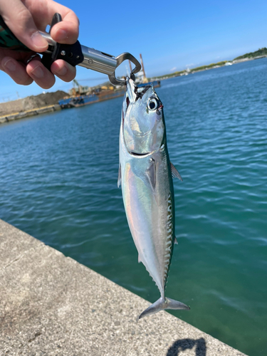 ソウダガツオの釣果