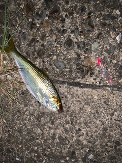 コノシロの釣果