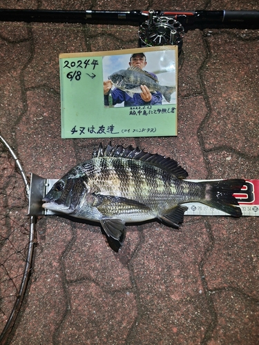 チヌの釣果