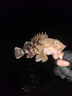 アラカブの釣果