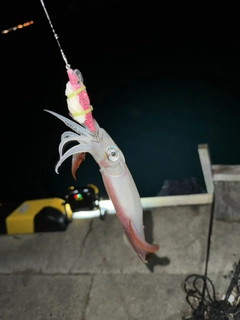 イカの釣果