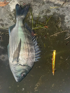 クロダイの釣果