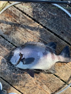 イシダイの釣果