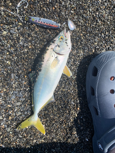 ワカシの釣果