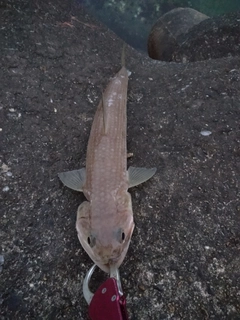 エソの釣果