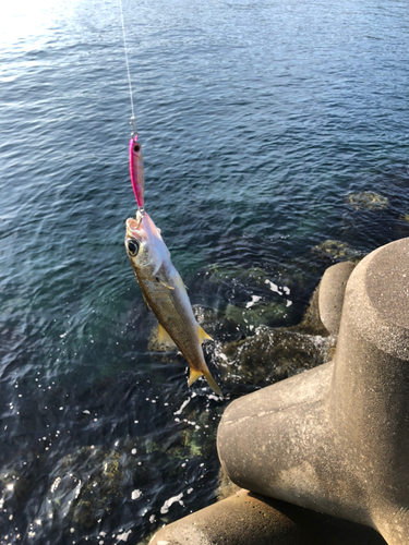 ムツの釣果