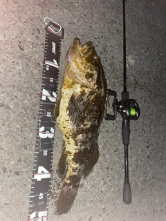 ベッコウゾイの釣果