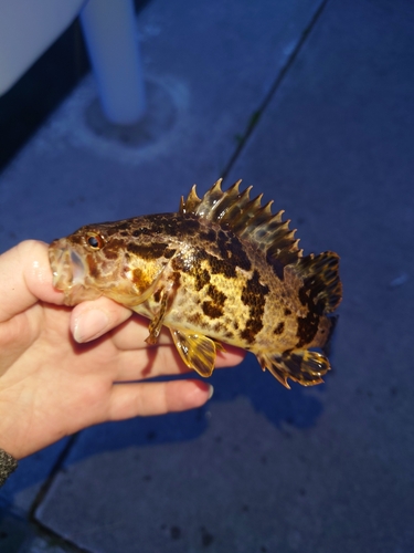 タケノコメバルの釣果