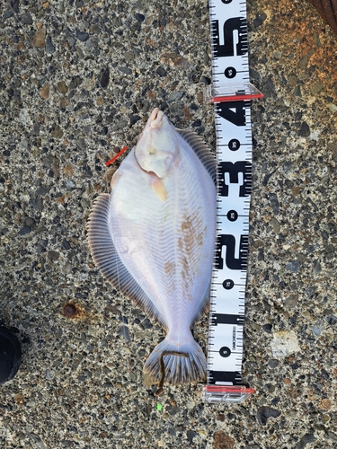 カレイの釣果