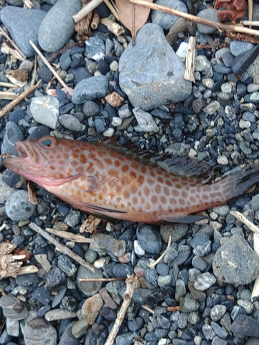 オオモンハタの釣果