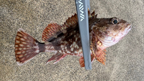 カサゴの釣果