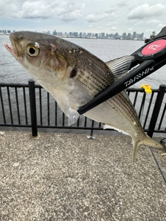 コノシロの釣果