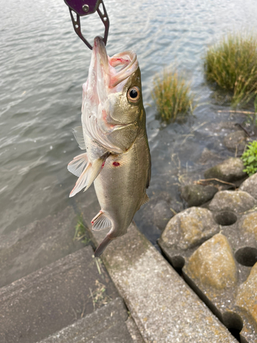 スズキの釣果