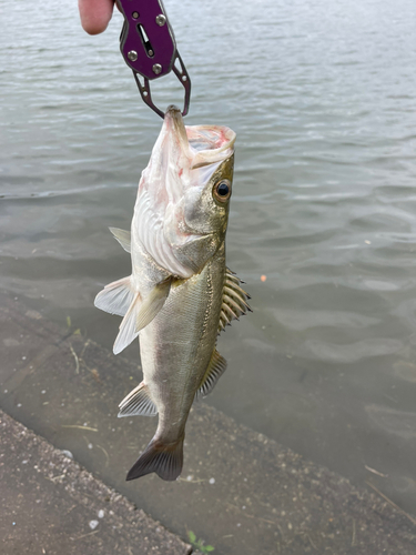 スズキの釣果