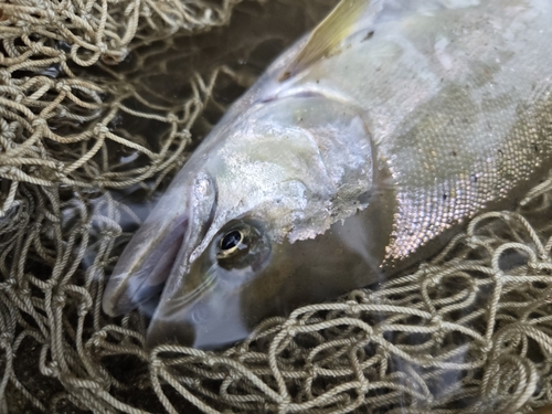 サツキマスの釣果