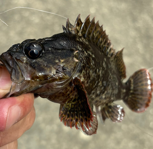 ムラソイの釣果